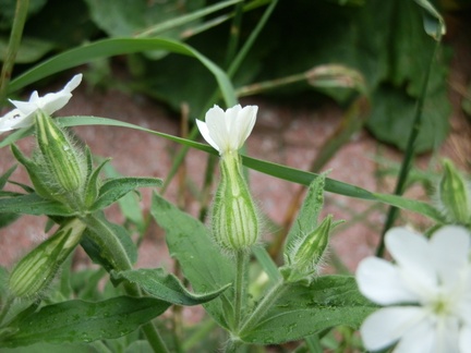 P7154821