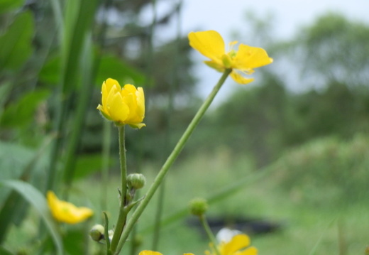 P7154826