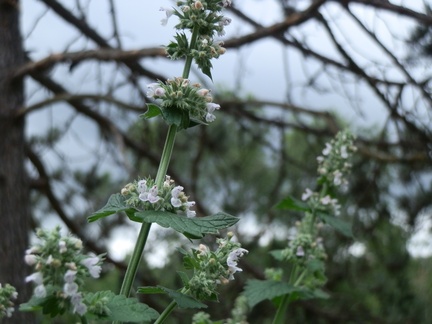 P7154829
