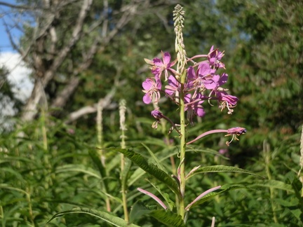 P7185094
