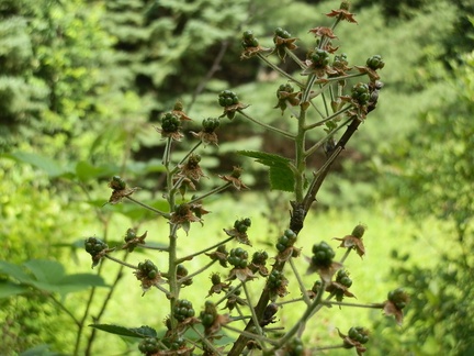 P7205212