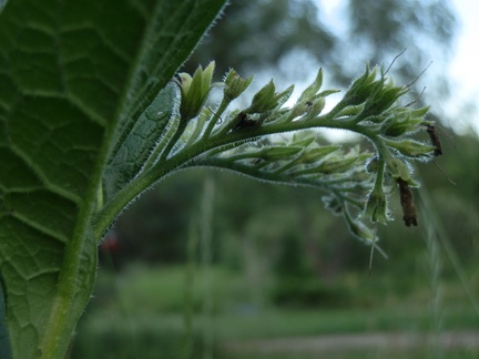 P7205231
