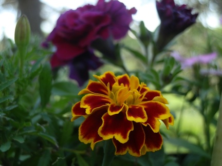 P7215270