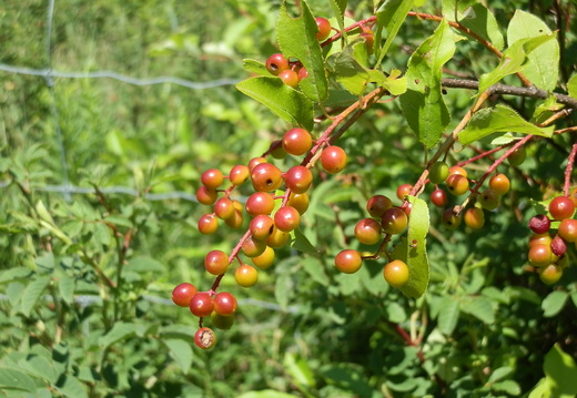 P7225341