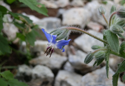 P7295688