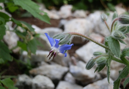 P7295690