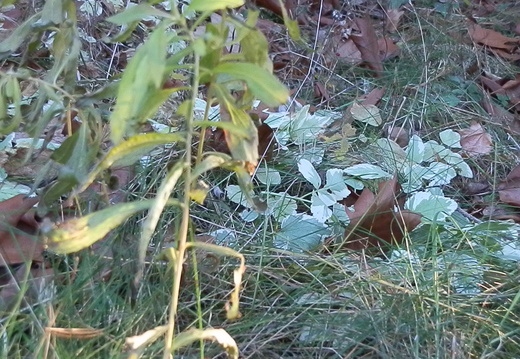 PB103177
