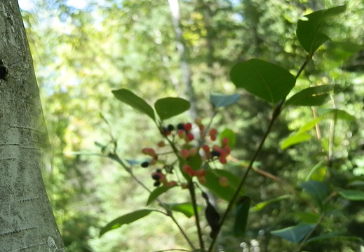P9160185
