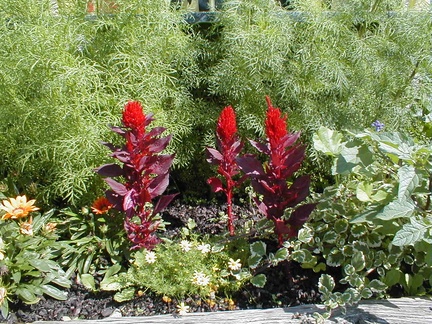 IMAGE052
