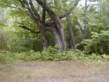IMAGE068