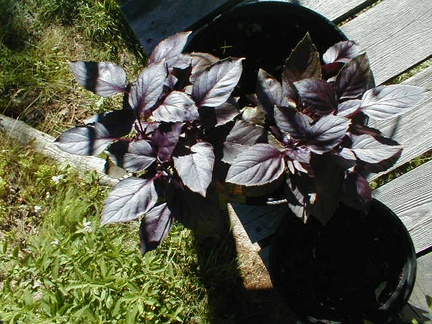 p7250039