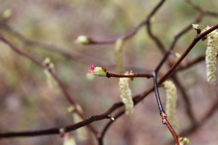 IMG_0590.CR2