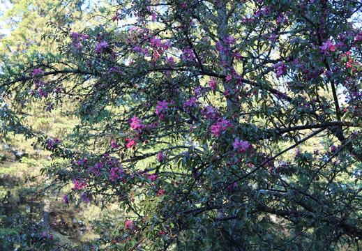 IMG_1411.CR2 (549 visits) IMG_1411.CR2