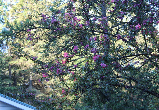 IMG_1410.CR2 (476 visits) IMG_1410.CR2