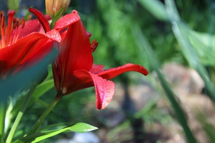 IMG_1473.CR2