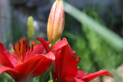 IMG_1472.CR2