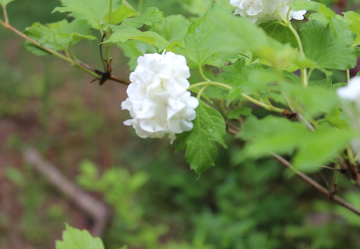 IMG_1933.CR2 (435 visits) IMG_1933.CR2