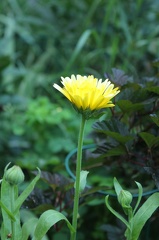 IMG_2505.CR2