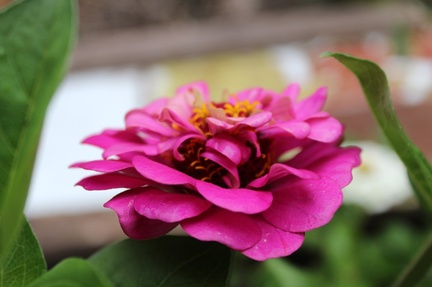 IMG_3174.CR2