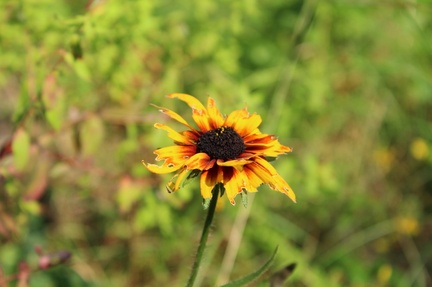 IMG_3523.CR2