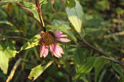 IMG_4497.CR2
