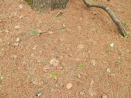 P5258970.JPG