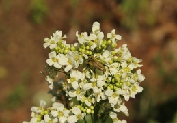 IMG_5497.CR2